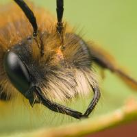 Tawny Mining Bee Male 1 